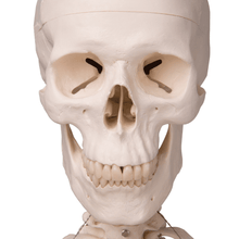 Load image into Gallery viewer, 3B Scientific Classic Life Size Anatomical Skeleton
