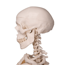 Load image into Gallery viewer, 3B Scientific Classic Life Size Anatomical Skeleton
