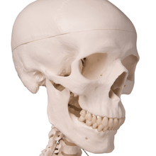 Load image into Gallery viewer, 3B Scientific Classic Life Size Anatomical Skeleton
