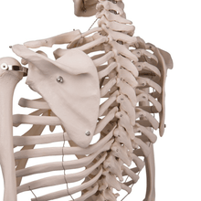 Load image into Gallery viewer, 3B Scientific Classic Life Size Anatomical Skeleton
