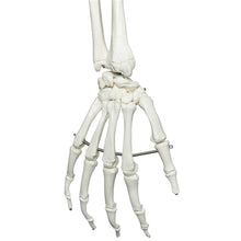 Load image into Gallery viewer, 3B Scientific Classic Life Size Anatomical Skeleton Hanging
