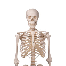 Load image into Gallery viewer, 3B Scientific Classic Life Size Anatomical Skeleton Hanging
