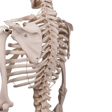 Load image into Gallery viewer, 3B Scientific Classic Life Size Anatomical Skeleton Hanging
