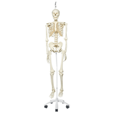 Load image into Gallery viewer, 3B Scientific Classic Life Size Anatomical Skeleton Hanging

