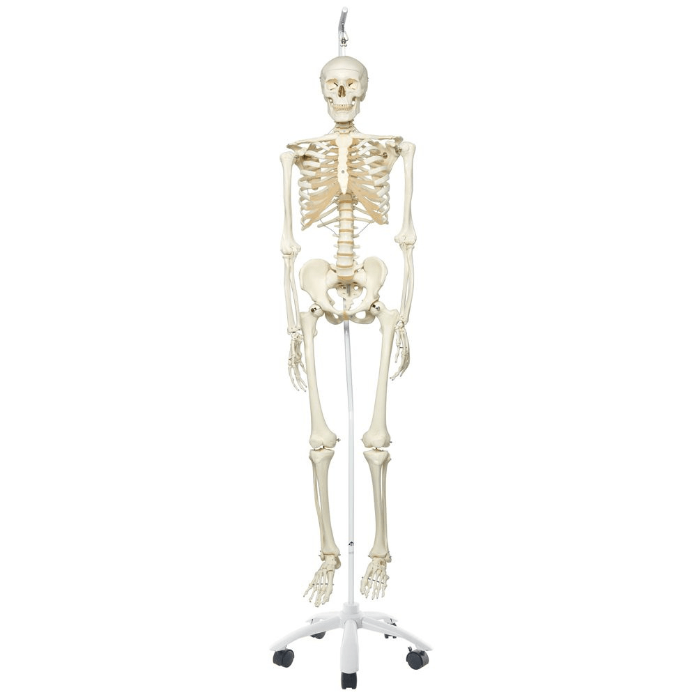 3B Scientific Classic Life Size Anatomical Skeleton Hanging