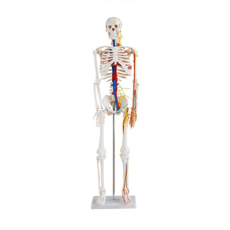 85cm Human Skeleton Model With Nerves & Blood Vessels