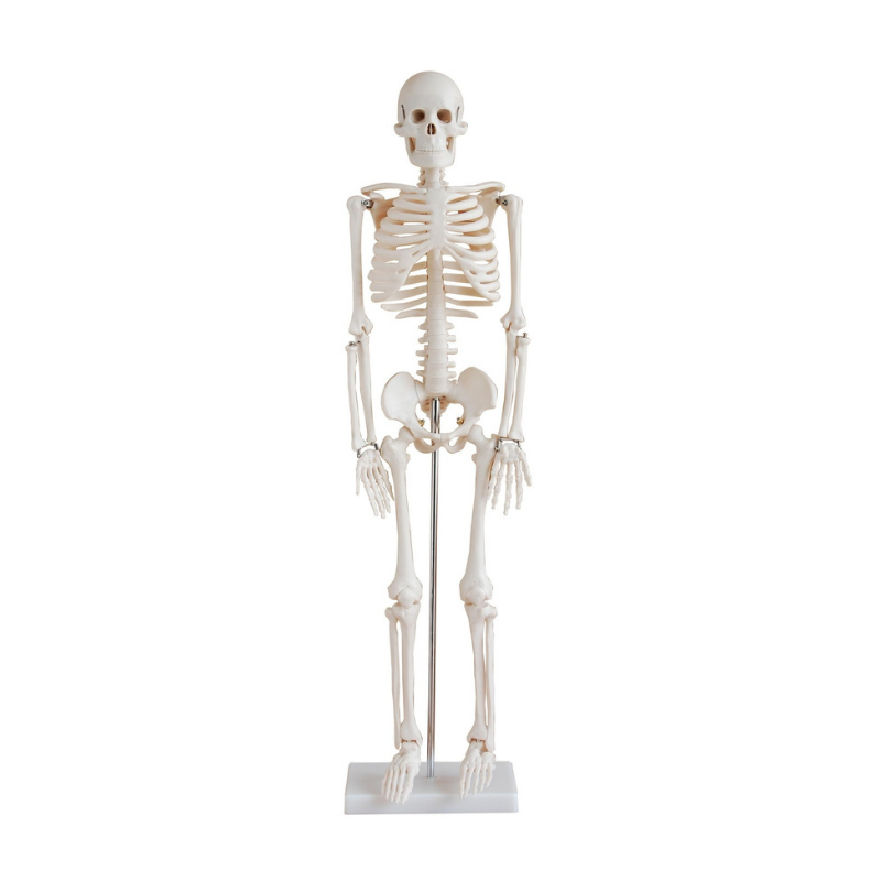 Anatomical Human Skeleton Model 85cm