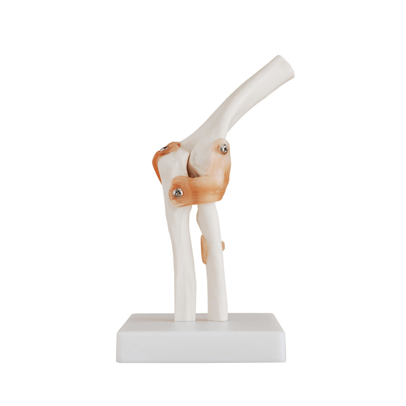 Anatomical Life Size Elbow Joint Model
