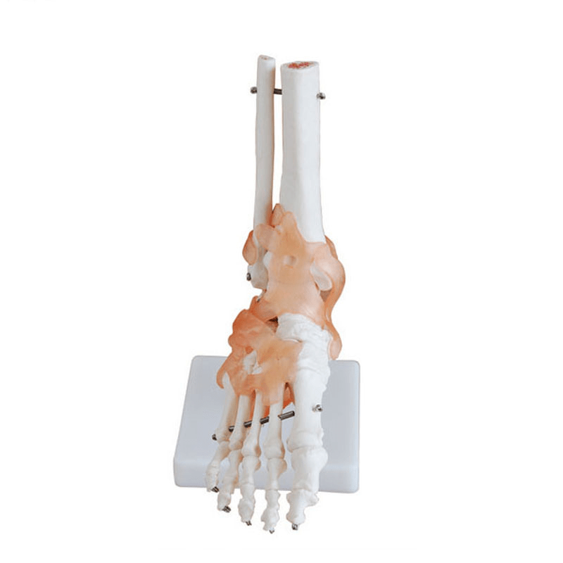 Anatomical Life Size Foot Joint Model