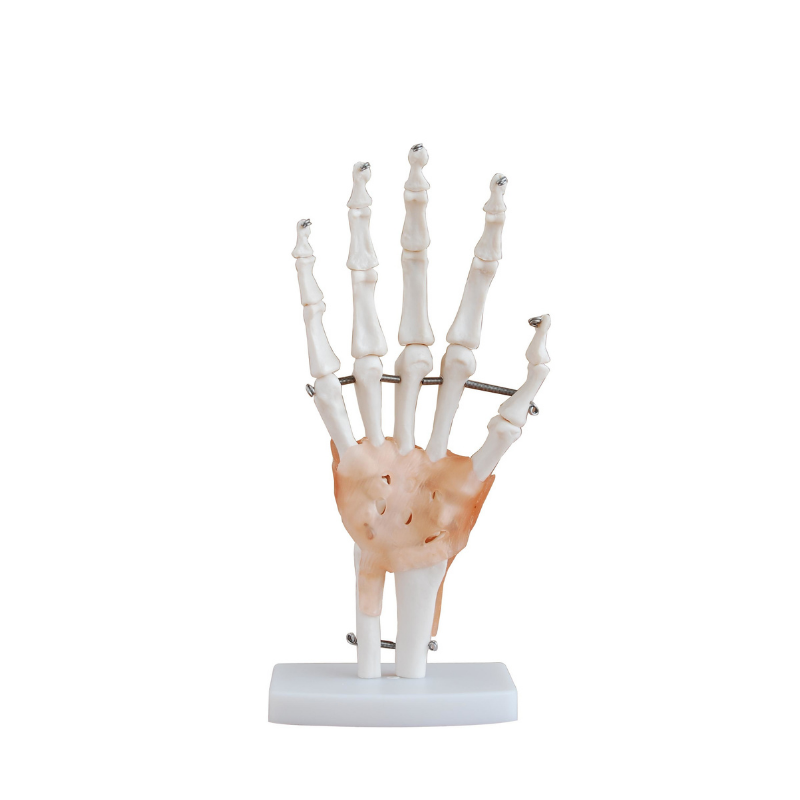 Anatomical Life Size Hand Joint Model