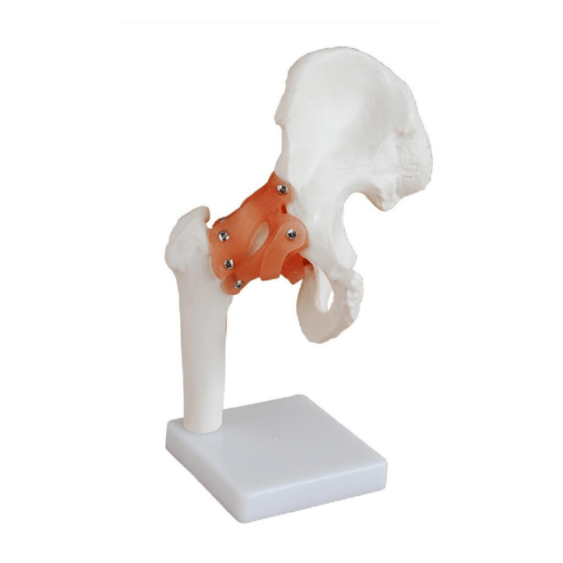 Anatomical Life Size Hip Joint Model