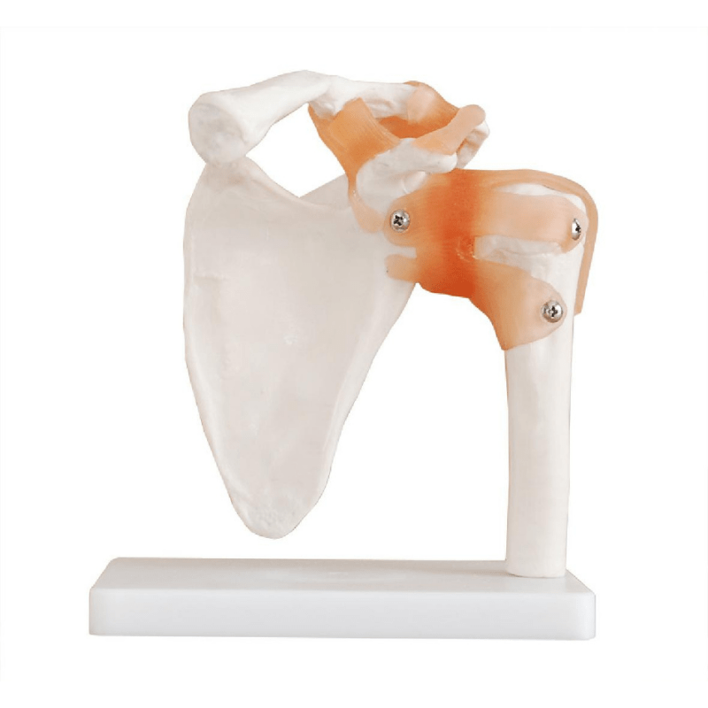 Anatomical Life Size Shoulder Joint Model