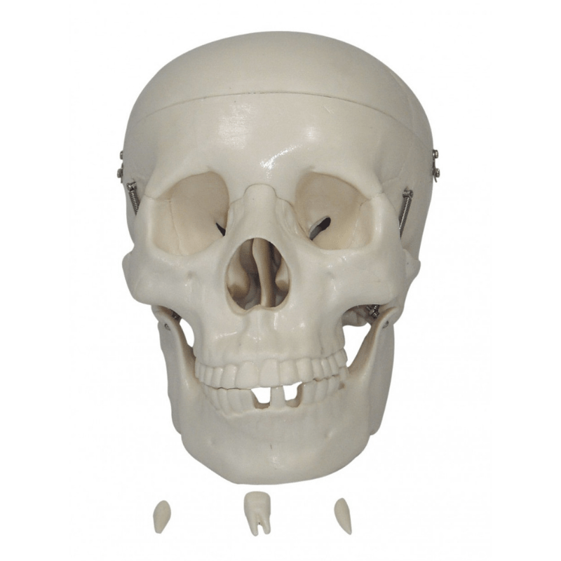 Anatomical Life Size Skull Model