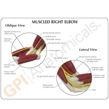 Load image into Gallery viewer, Elbow Life Size Anatomical Model With Muscles
