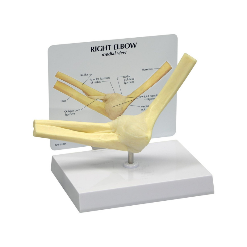 Elbow Life Size Anatomical Model