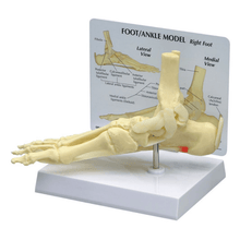 Load image into Gallery viewer, Foot &amp; Ankle Life Size Anatomical Model
