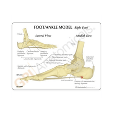 Load image into Gallery viewer, Foot &amp; Ankle Life Size Anatomical Model
