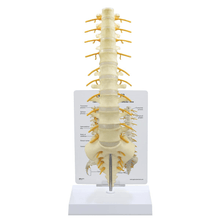 Load image into Gallery viewer, Full Spine Life Size Anatomical Model
