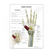 Load image into Gallery viewer, Hand &amp; Wrist Carpal Tunnel Life Size Anatomical Model
