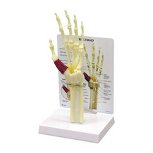 Load image into Gallery viewer, Hand &amp; Wrist Carpal Tunnel Life Size Anatomical Model
