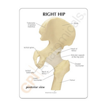 Load image into Gallery viewer, Hip Joint Life Size Anatomical Model
