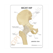 Load image into Gallery viewer, Hip Joint Life Size Anatomical Model
