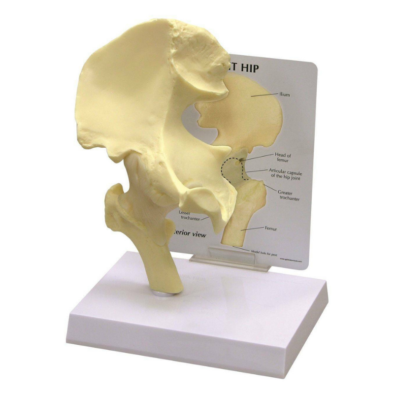 Hip Joint Life Size Anatomical Model