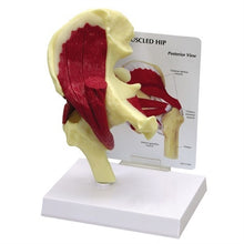 Load image into Gallery viewer, Hip Joint Life Size Anatomical Model With Muscles
