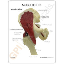 Load image into Gallery viewer, Hip Joint Life Size Anatomical Model With Muscles
