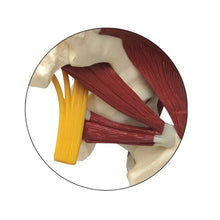 Load image into Gallery viewer, Hip Joint Life Size Anatomical Model With Muscles &amp; Sciatic Nerve
