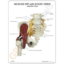 Load image into Gallery viewer, Hip Joint Life Size Anatomical Model With Muscles &amp; Sciatic Nerve
