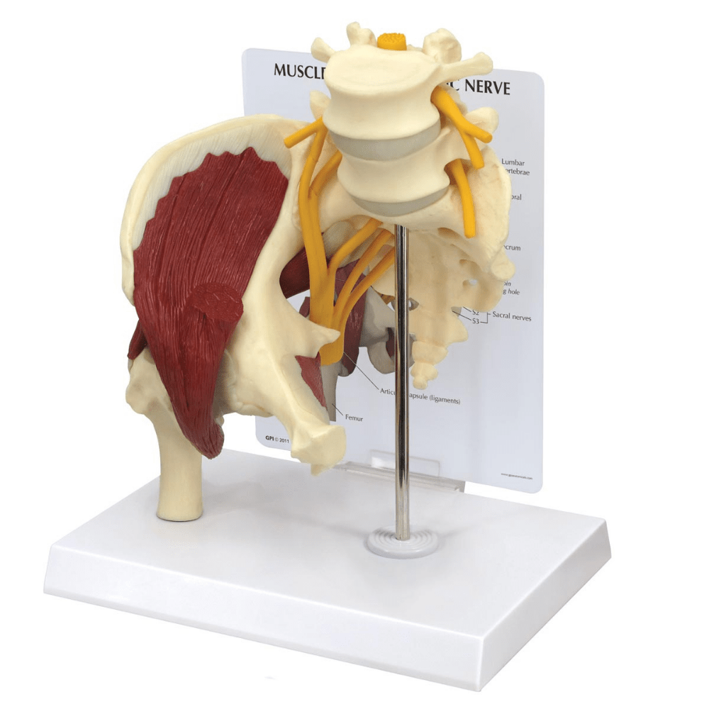Hip Joint Life Size Anatomical Model With Muscles & Sciatic Nerve