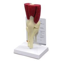 Load image into Gallery viewer, Knee Life Size Anatomical Model With Muscles
