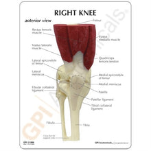 Load image into Gallery viewer, Knee Life Size Anatomical Model With Muscles
