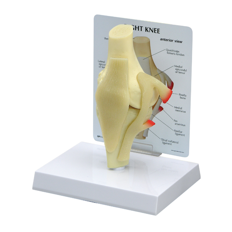 Knee Life Size Anatomical Model