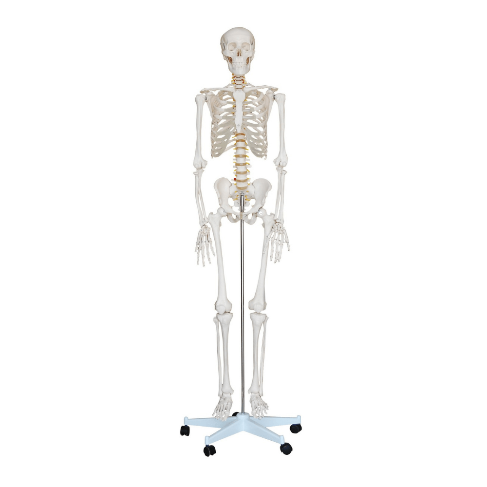 Life Size Human Skeleton 180cm