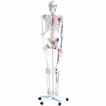 Load image into Gallery viewer, Life Size Human Skeleton With Muscles &amp; Ligaments
