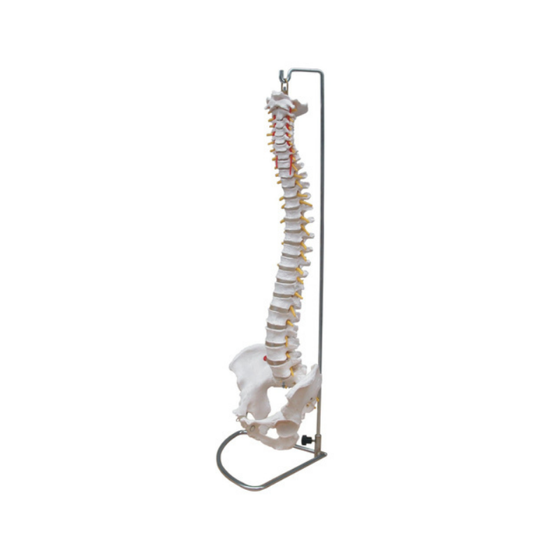 Life Size Vertebral Column Model with Pelvis