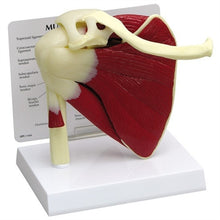 Load image into Gallery viewer, Shoulder Joint Life Size Anatomical Model with Muscles
