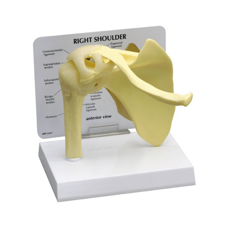 Shoulder Joint Life Size Anatomical Model