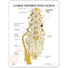 Load image into Gallery viewer, Vertebrae Life Size Anatomical Model With Sacrum
