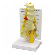 Load image into Gallery viewer, Vertebrae Life Size Anatomical Model With Sacrum
