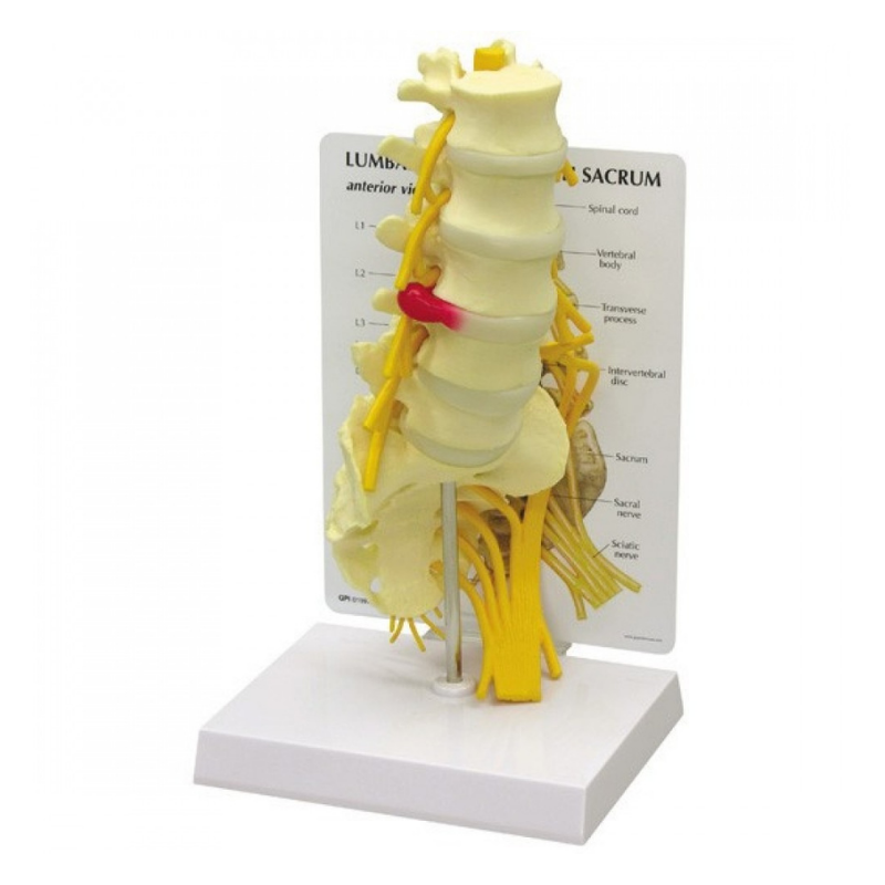 Vertebrae Life Size Anatomical Model With Sacrum