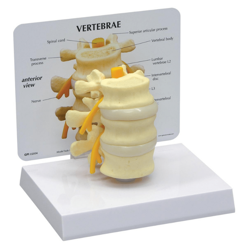 Vertebrae Life Size Anatomical Model